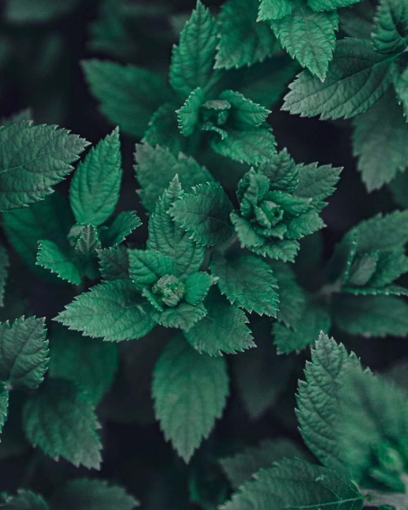 Vela Dulce Escalofrío - Menta Escarchada y Golosa | Wool & Clover