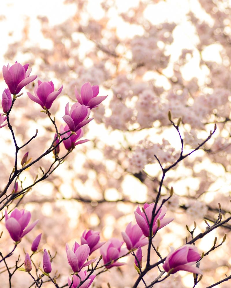 Délicatesse Florale